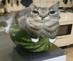 Meln