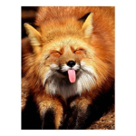 Funny foxbox