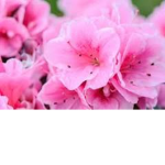 Pink flower yt