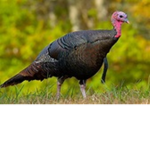 Turkey turkey turkey happy turkey!!