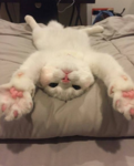 kittycom