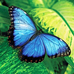 Kiras butterflies