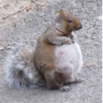 obesity type squirrel