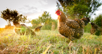chiken_ squad
