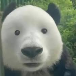 elgoog