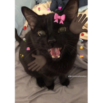 Halloween L0ver's