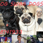 SWAG-DOGS