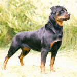Rottweiler Group