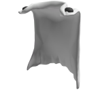Cape Of The Bald Hero