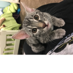 Cat gaming gang