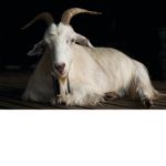 The G0AT clan
