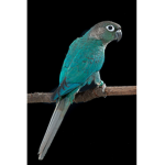 turquoise green cheek bird