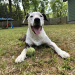 Puppy World Studio