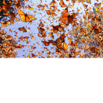 •The Butterflies•