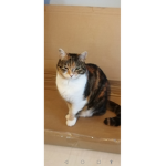 Fancy cat group for cat fans :)