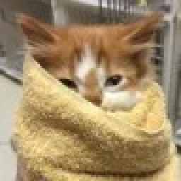Guess the Internet Cat