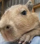 Do you like animals