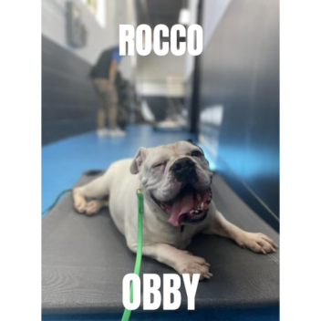 rocco obby