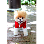 Boo, The Worlds Cutest Dog