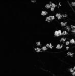dark .spirits