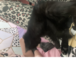 Laceycat1213