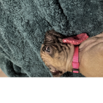 I love pugsssssss