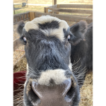 Cows.Moo