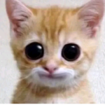 Stronkcat and drip cat community