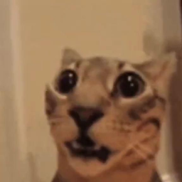 😻