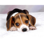 Cute Puppy Fans!