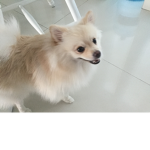 The Fluffy Doggies