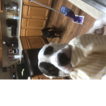 Dogs dogs and more dogs group