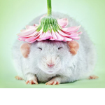 Rat’s will rule
