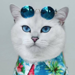 Ｈ ｙ Ｃ ｌ ｏ ｔ ｈ ｅ ｓ 液ァ