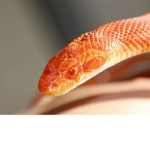 Snek poeple Only