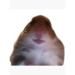 find the hamsters