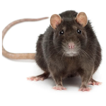 The Rotten Rat Community