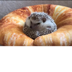 Hedgehogs Turtles Dolphins Giraffes