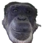 #monke