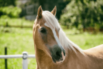 The Horse Vibes