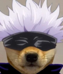 the doge/dojo group