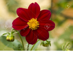RedFlower