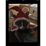 Lit Kittens