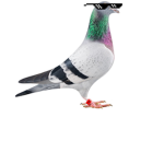 Pigeon unite