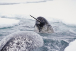 Narwhal Developments