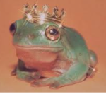 Frogs Take Over