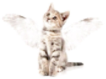 The Pixie gangg
