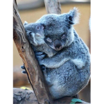 My Cute koalas