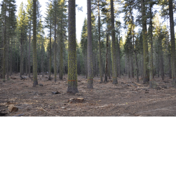 The Forest.