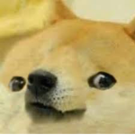 Ze Doge Fan Group